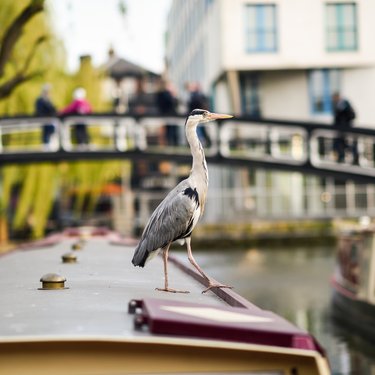 Grey heron stands on narrowboat near bridge with people in background.